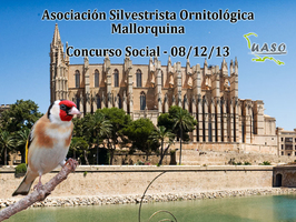Social - Mallorquina