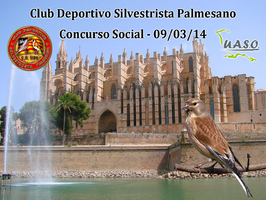 Social - Palmesano