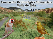 26-11-17 Suelta Valle de Elda - UASO.es